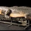 Distortions "Attack Alligator" Professional Halloween Animatronic Animatronics