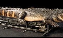 Distortions "Attack Alligator" Professional Halloween Animatronic Animatronics