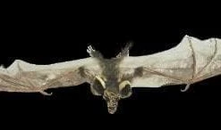 Morris "Brown Bat With Skull Head" Animal Prop Props