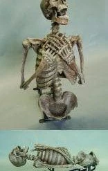 DC Props "Corpse Erector" Skeleton Halloween Animatronic