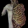 Midnight Studios Props "Dismembered Carcass" Human Body Skeleton Halloween Prop