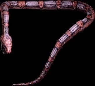 Distortions Props "Giant Snake" Professional Halloween Prop - 16' 3 Distortions Props "Giant Snake" Professional Halloween Prop - 16'