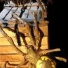 Nevermore Productions "Giant Spider" Professional Halloween Prop