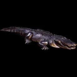 Distortions "Hungry Gator" Professional Halloween Animatronic Props