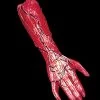 Morris "Peeled Flesh - Right Arm" Human Body Part Halloween Prop