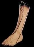 Morris "Severed Left Leg" Bloody Human Body Part Prop 3 Morris "Severed Left Leg" Bloody Human Body Part Prop