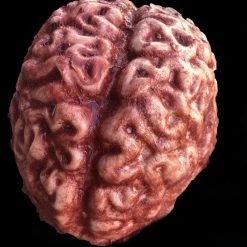 SpellBound FX And Art "Silicone Brain" Body Part Halloween Prop Props