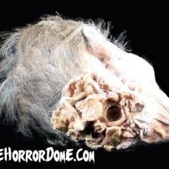 The Horror Dome Props "Zombie Head" HD Studios Halloween Prop